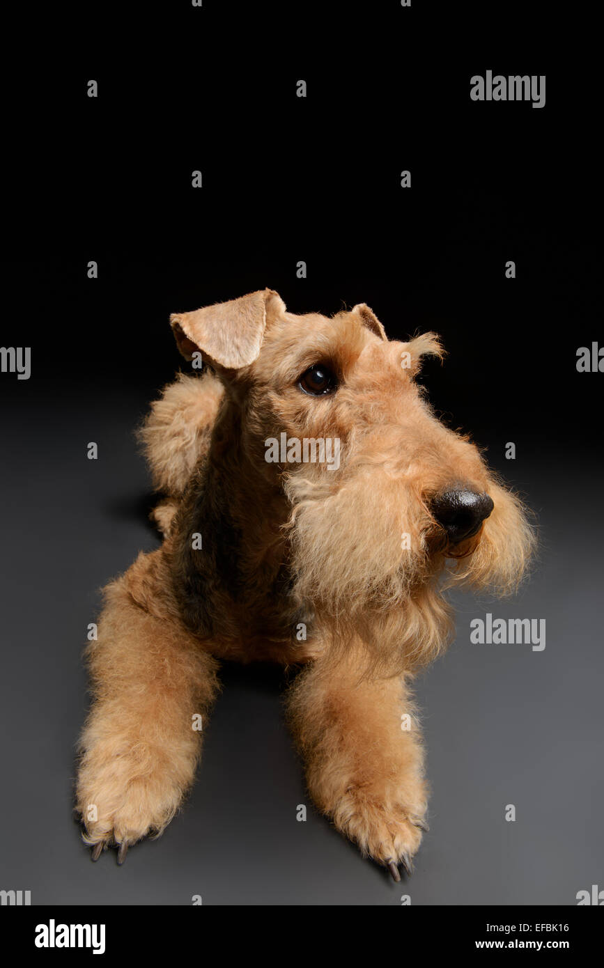 Dog is your best friend Stock Photo Alamy