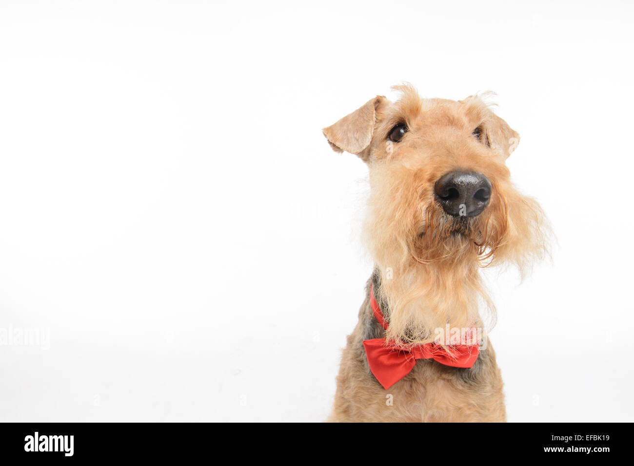 Dog is your best friend Stock Photo Alamy