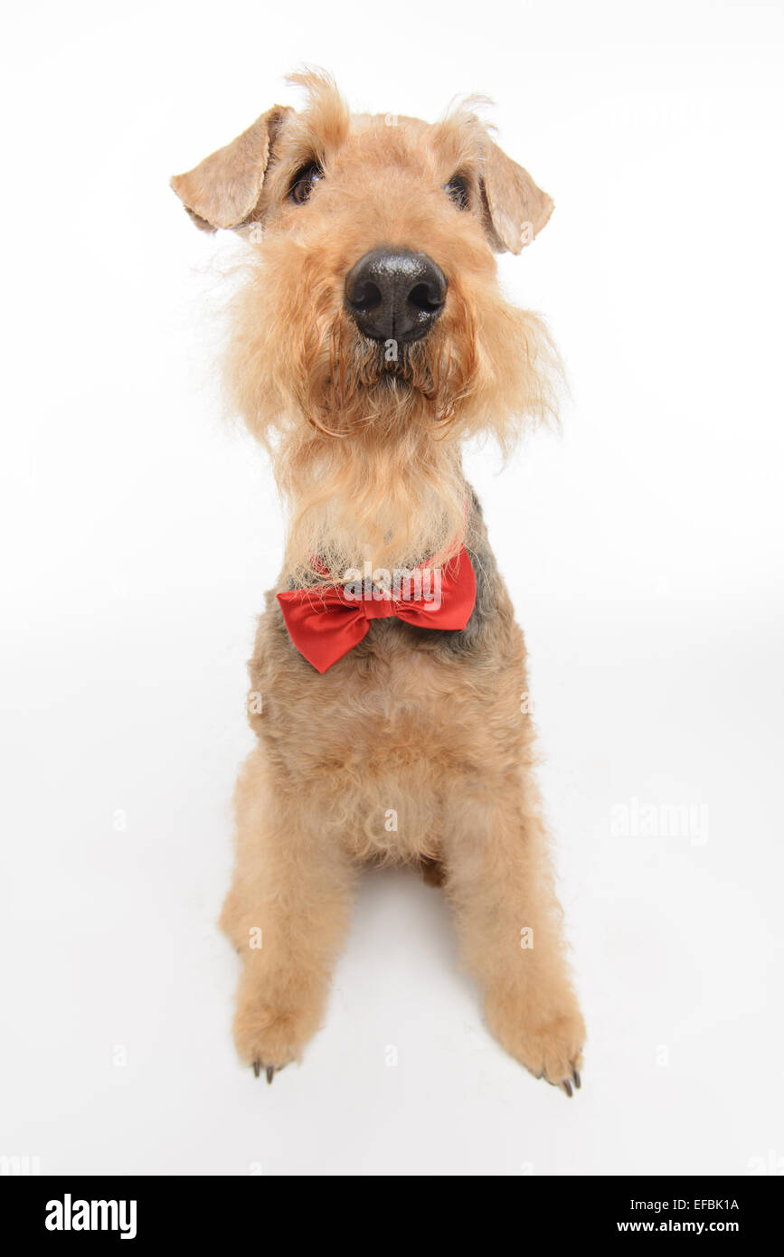 Dog is your best friend Stock Photo Alamy