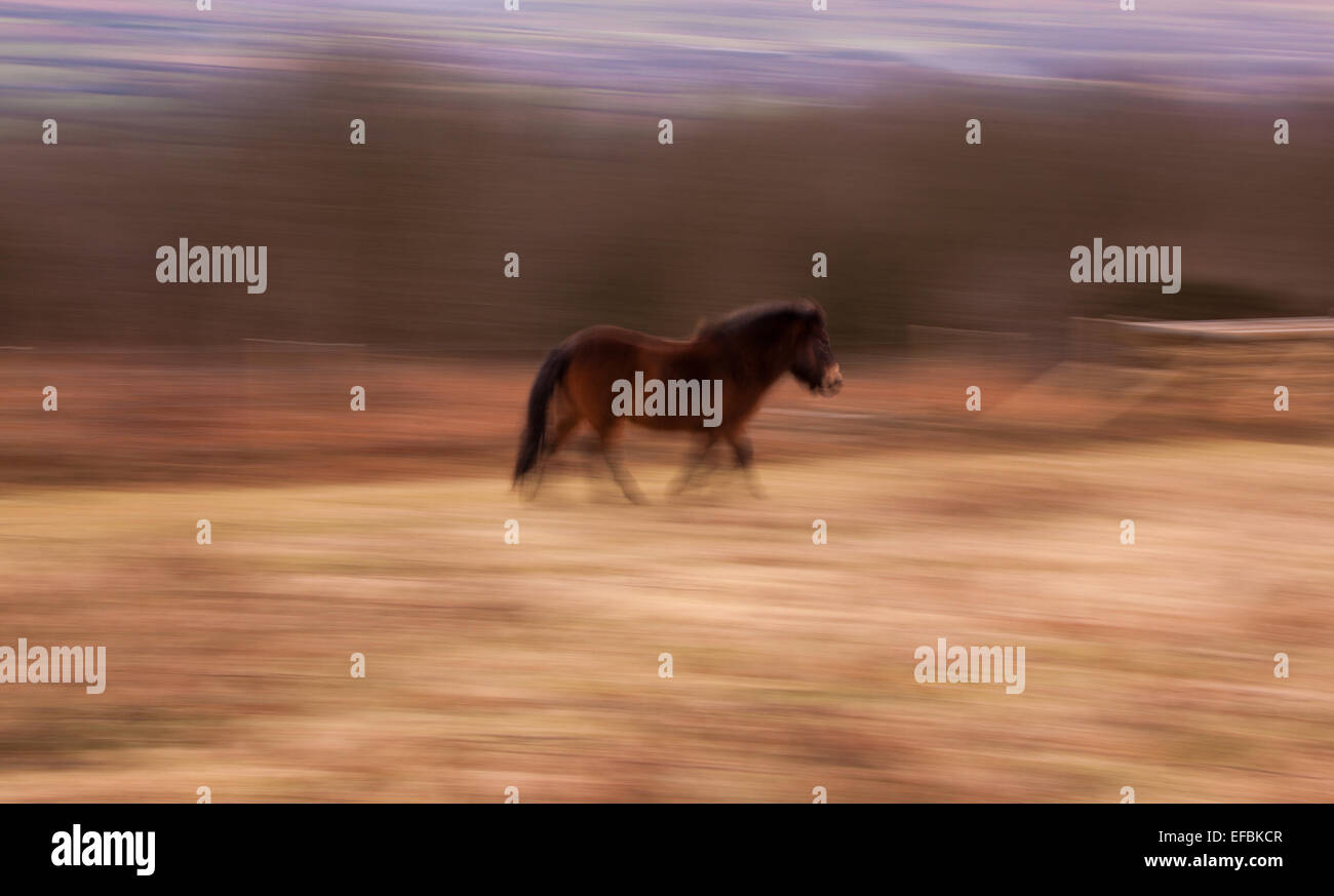 horse galloping through field, focus on horse Stock Photo