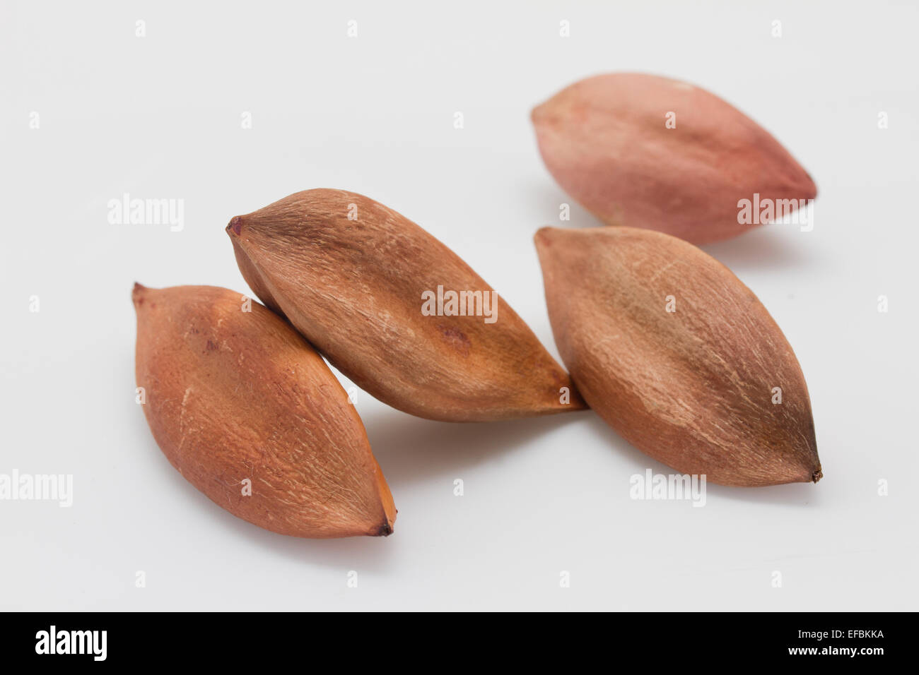 Four Pili-nuts Stock Photo