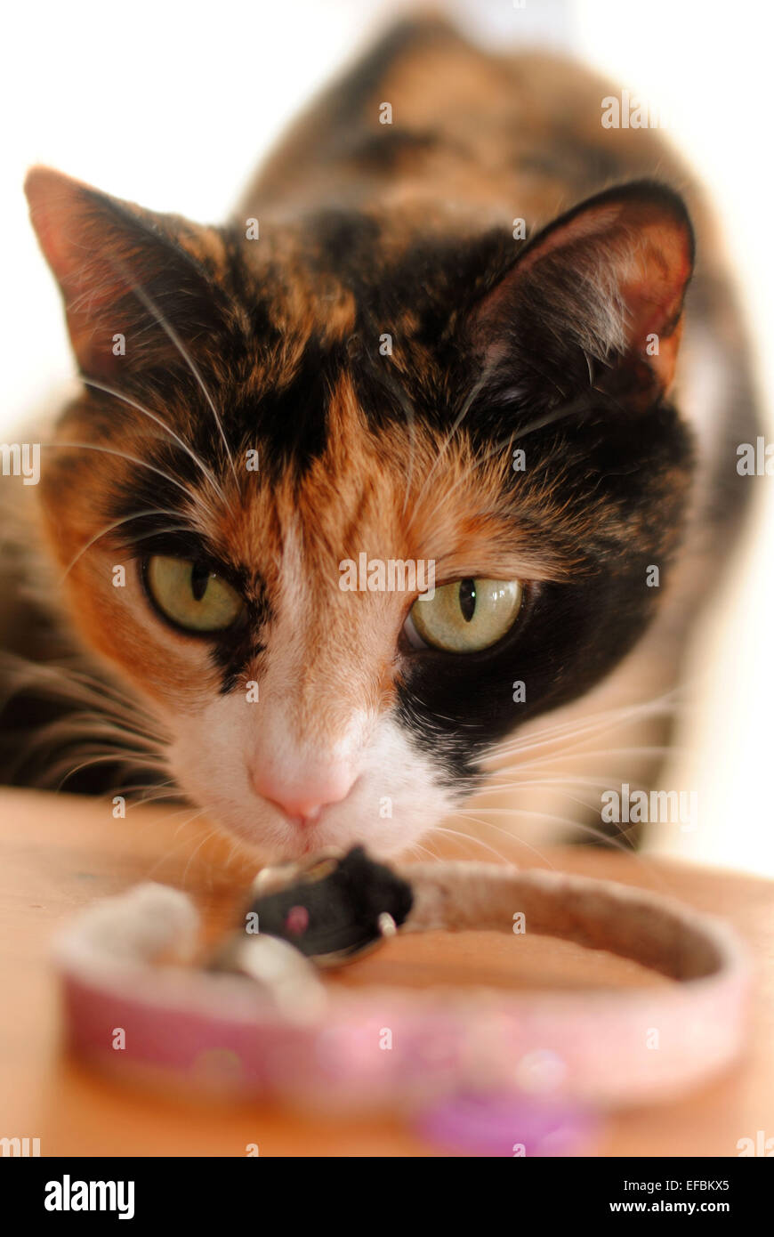 A tortoiseshell cat with bright green eyes sniffing her collar Stock Photo