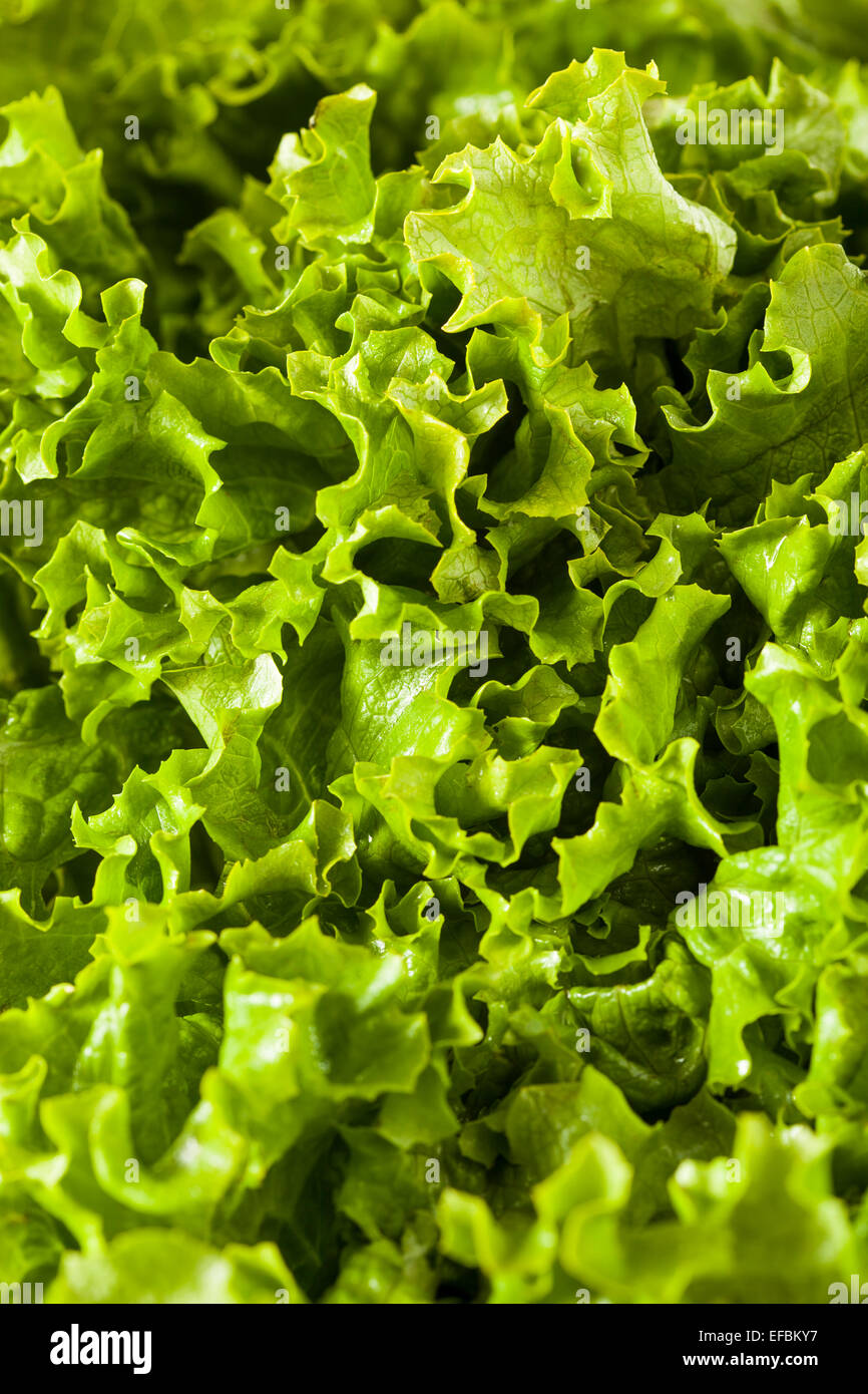 Fresh Healthy Organic Green Leaf Lettuce Ready to Eat Stock Photo