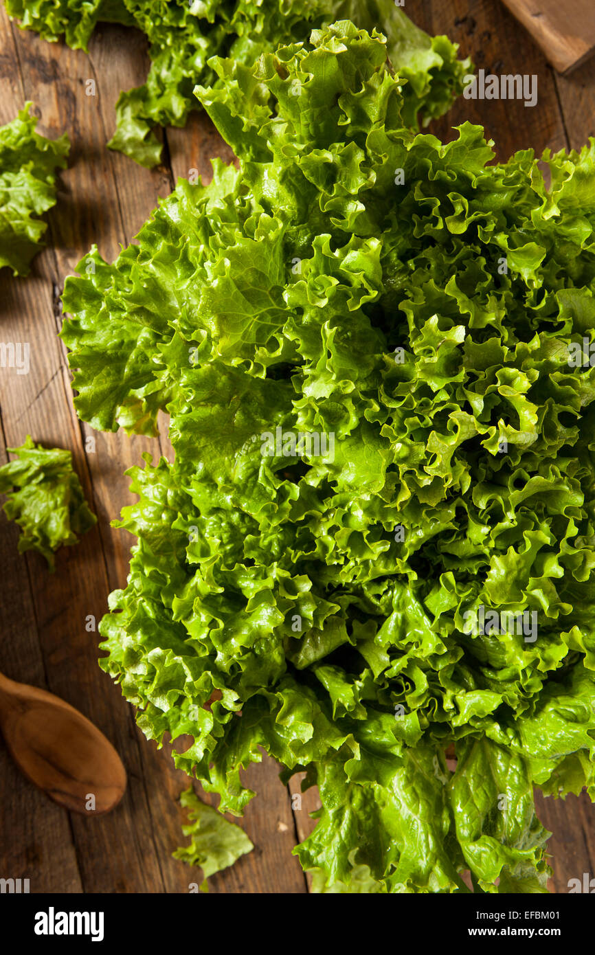 Fresh Healthy Organic Green Leaf Lettuce Ready to Eat Stock Photo