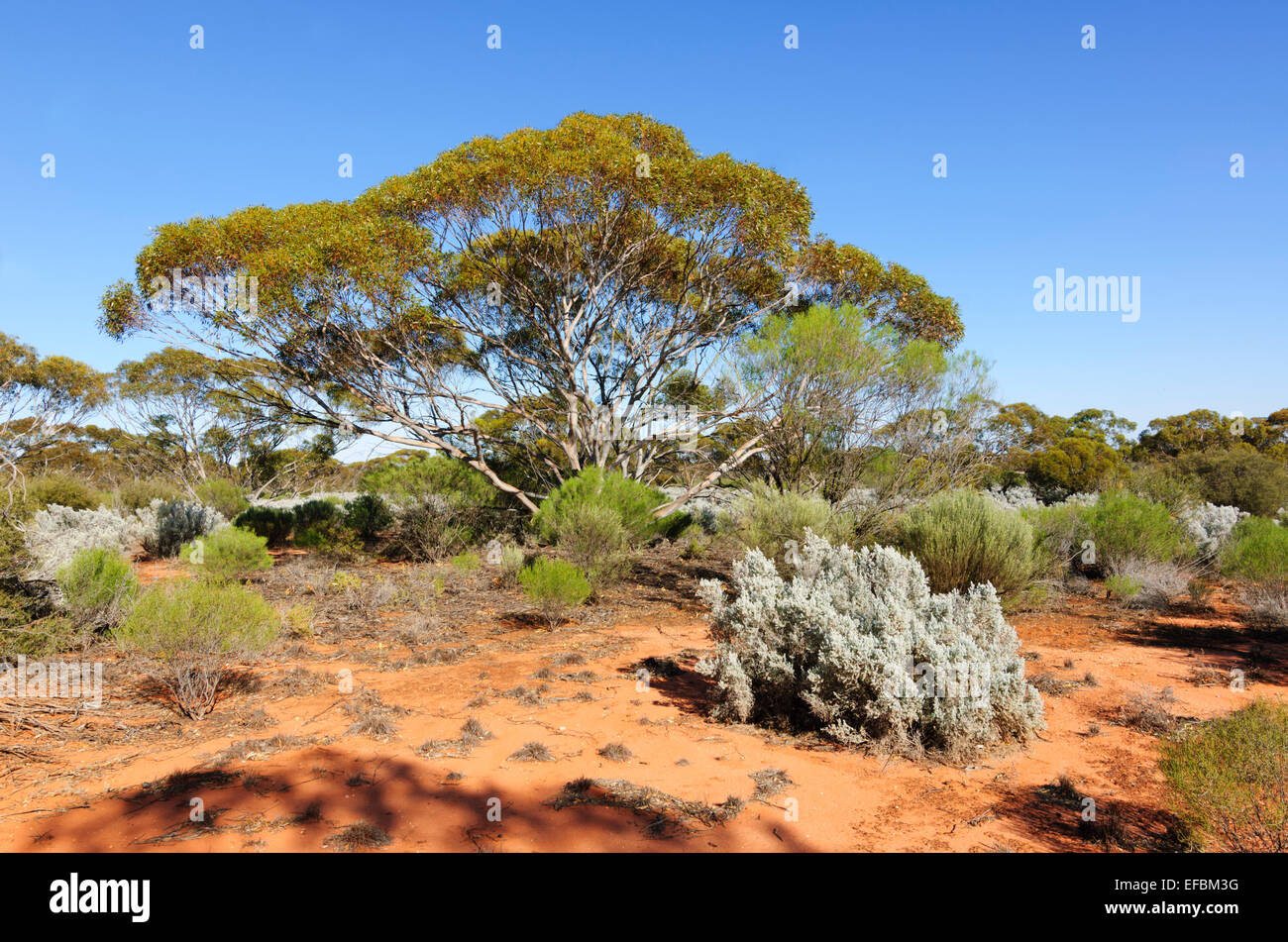 Mallee australia hi-res stock photography and images - Alamy