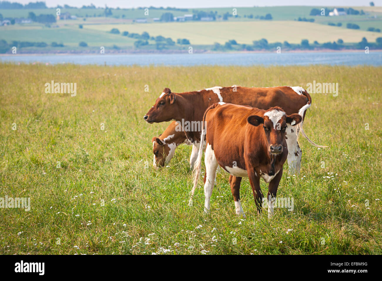 Ayrshire cow hires stock photography and images Alamy