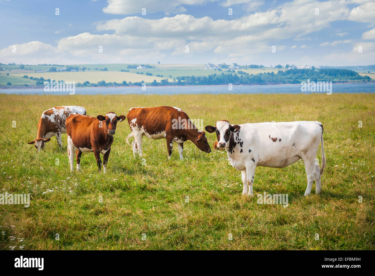 Herd of Ayrshire cows grazing in farm field at Prince Edward Island, Canada. Stock Photo