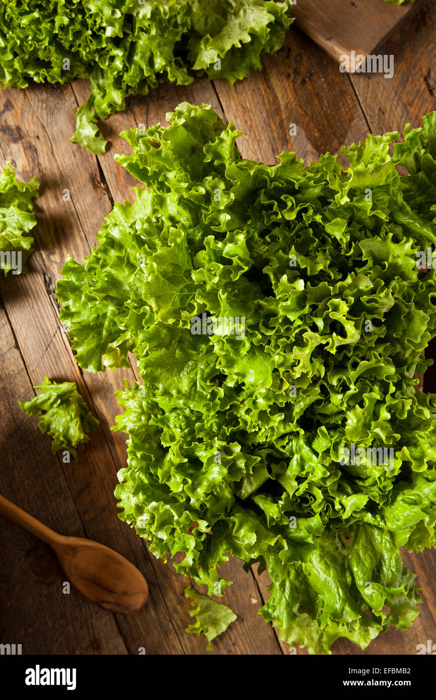 Fresh Healthy Organic Green Leaf Lettuce Ready to Eat Stock Photo