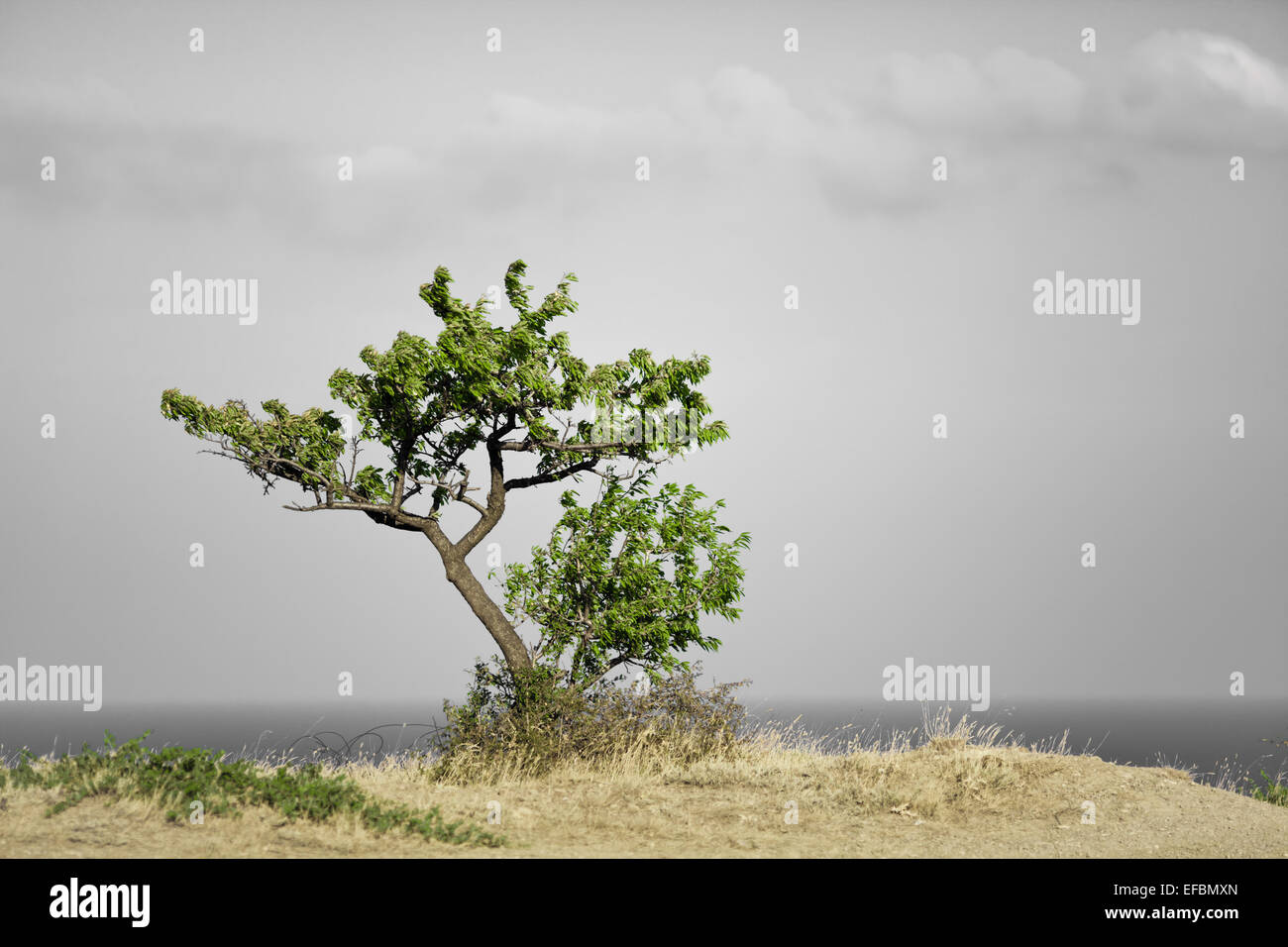 Tree Lonly Lonly landscape hi-res stock photography and images - Alamy