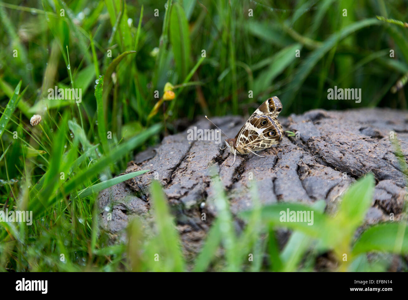 Lady cow insect hi-res stock photography and images - Alamy