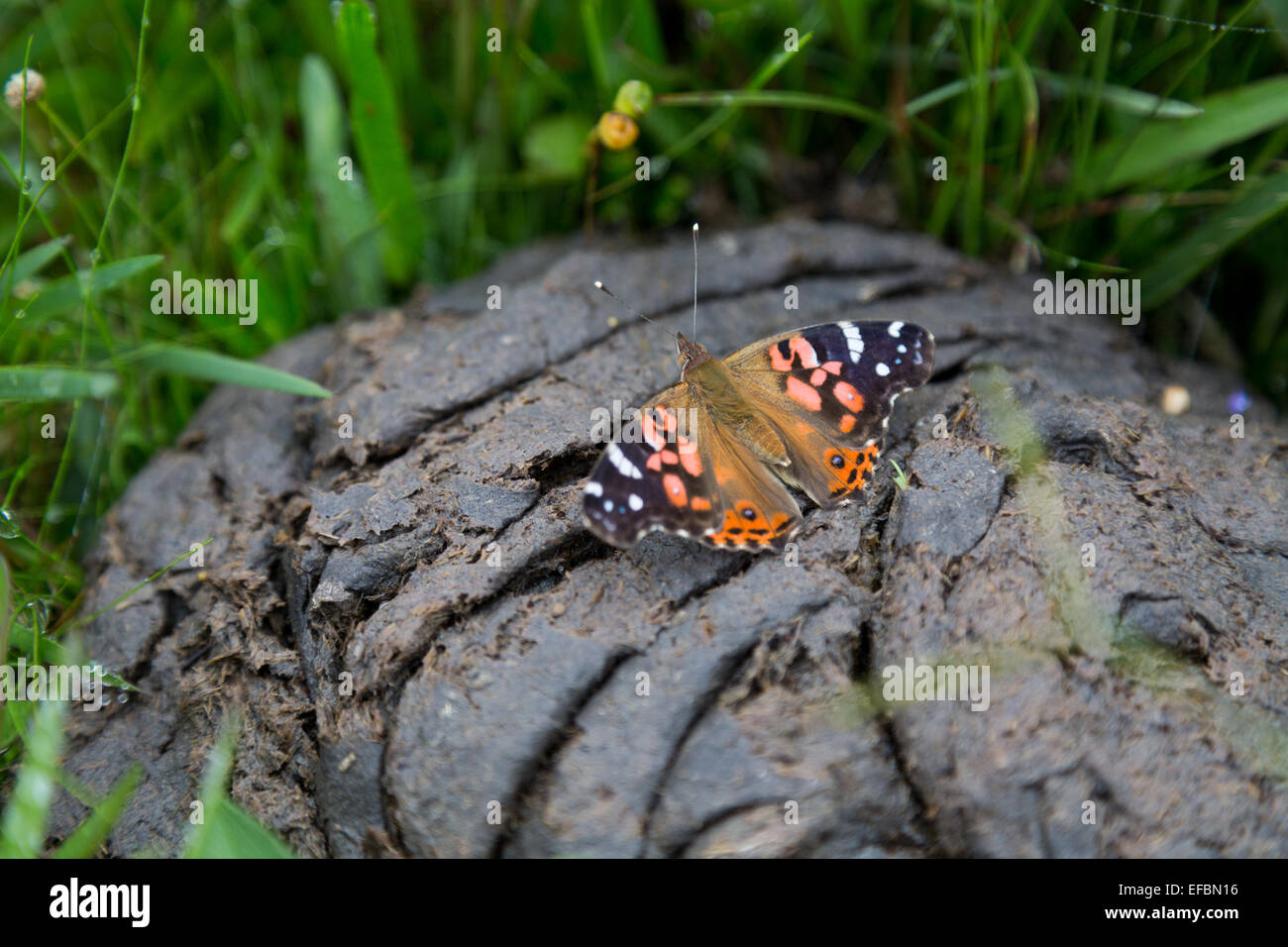 Brazilian painted lady (Vanessa braziliensis) butterfly, lands on cow dung,  mud-puddling, among a green grass, Pindamonhangaba, SP, Brazil Stock Photo  - Alamy