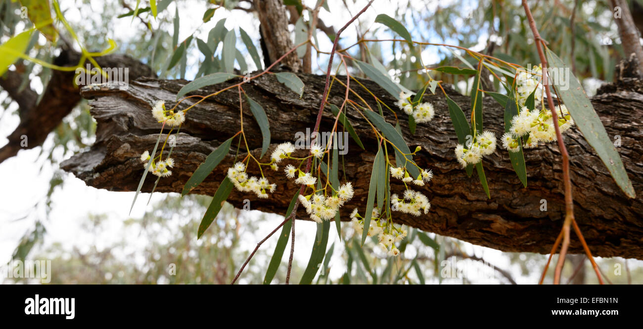 Flowers of Mallee Eucalyptus, Hattah Kulkyne National Park, Victoria, VIC, Australia Stock Photo