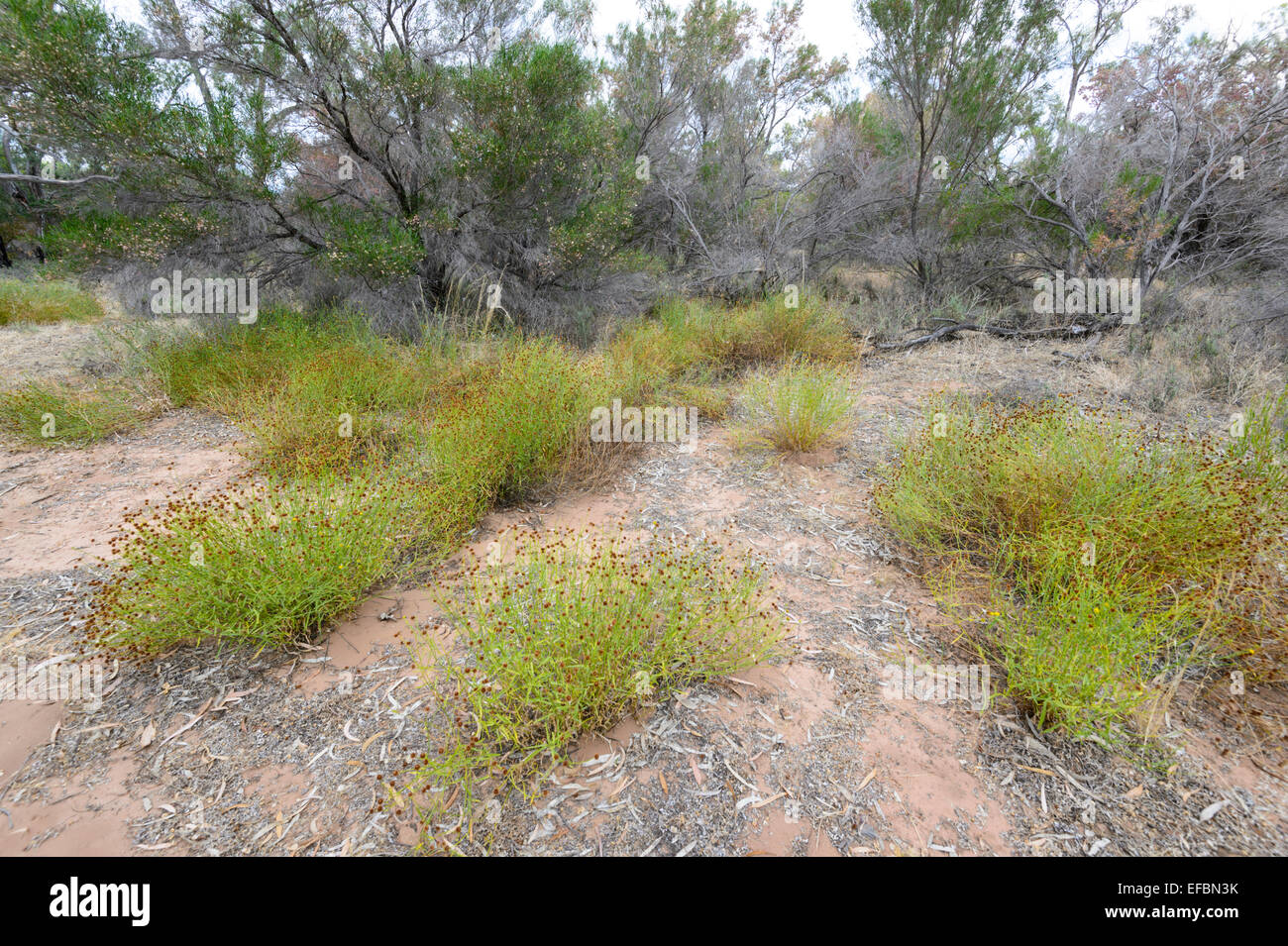 Bushland, Hattah Kulkyne National Park, Victoria, VIC, Australia Stock Photo
