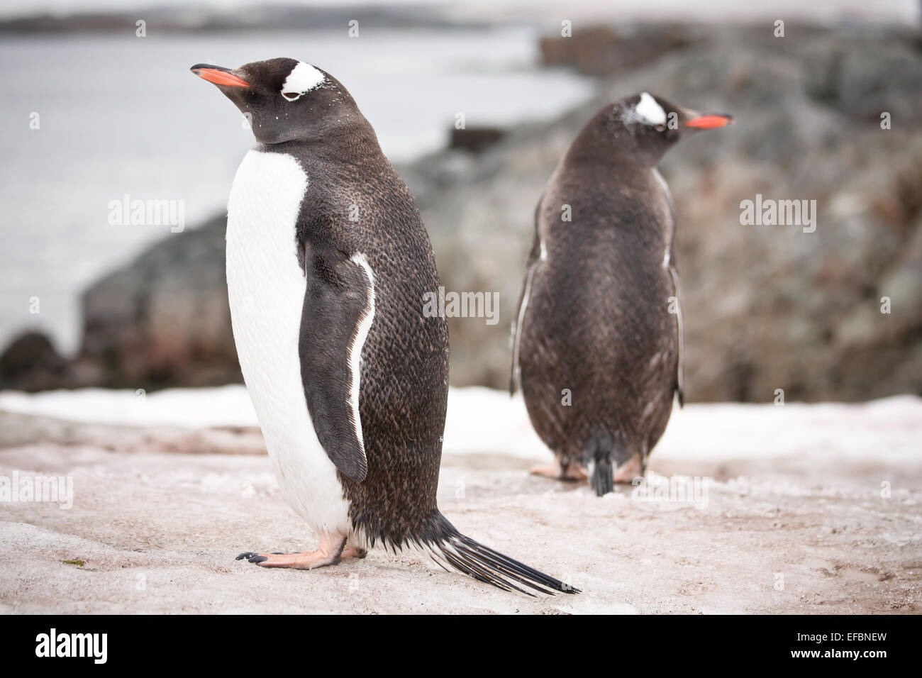 Two penguins in Antarctica Stock Photo - Alamy
