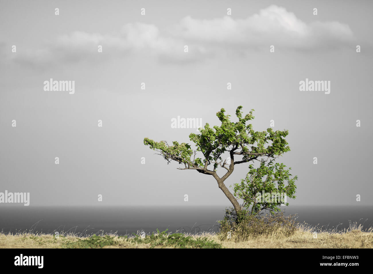 Tree Lonly Lonly hi-res stock photography and images - Alamy