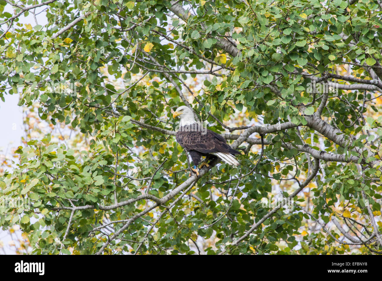 A mature Bald eagle with a band on his leg sits in an aspen tree Stock