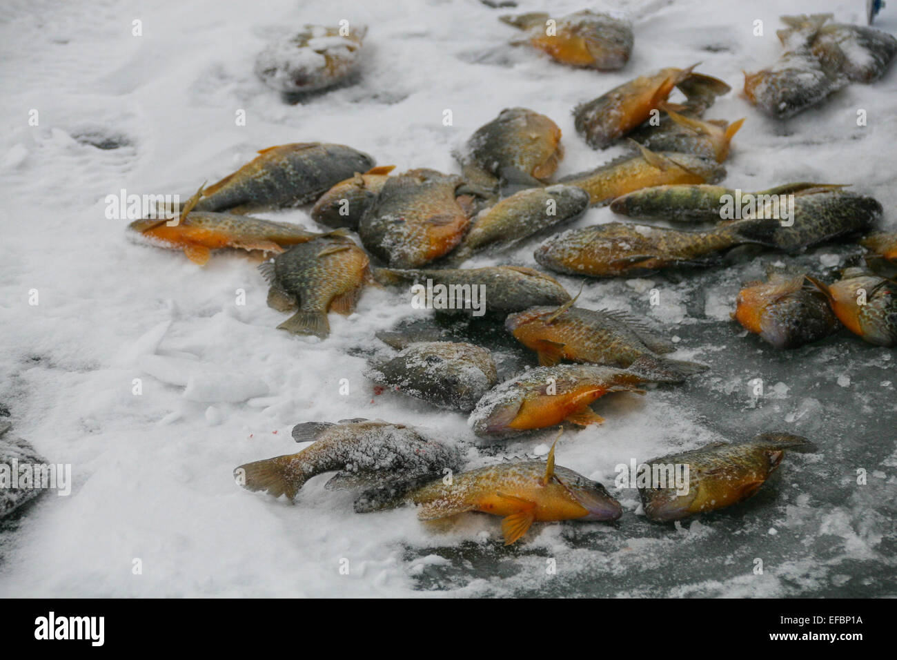 A pile of colorful panfish on the ice at Presque Isle Bay in Erie Pennsylvania. Stock Photo