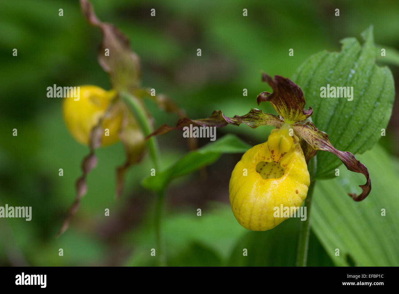 A pair of lovely Yellow Lady's Slippers in full bloom. Stock Photo
