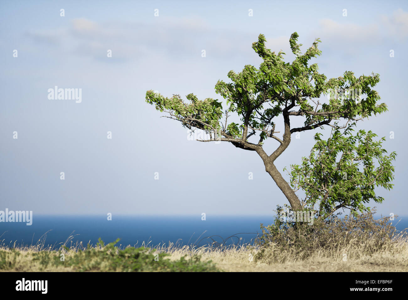 Tree Lonly Lonly hi-res stock photography and images - Alamy