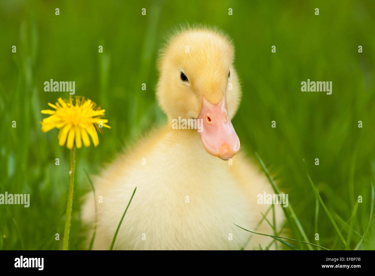 Little duckling Stock Photo
