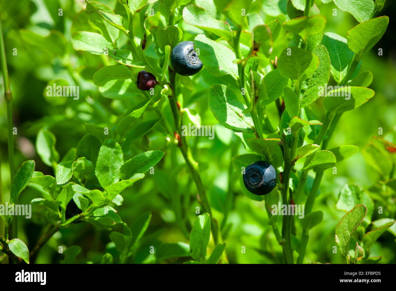 Beautiful bunch of fresh blueberries hi-res stock photography and ...