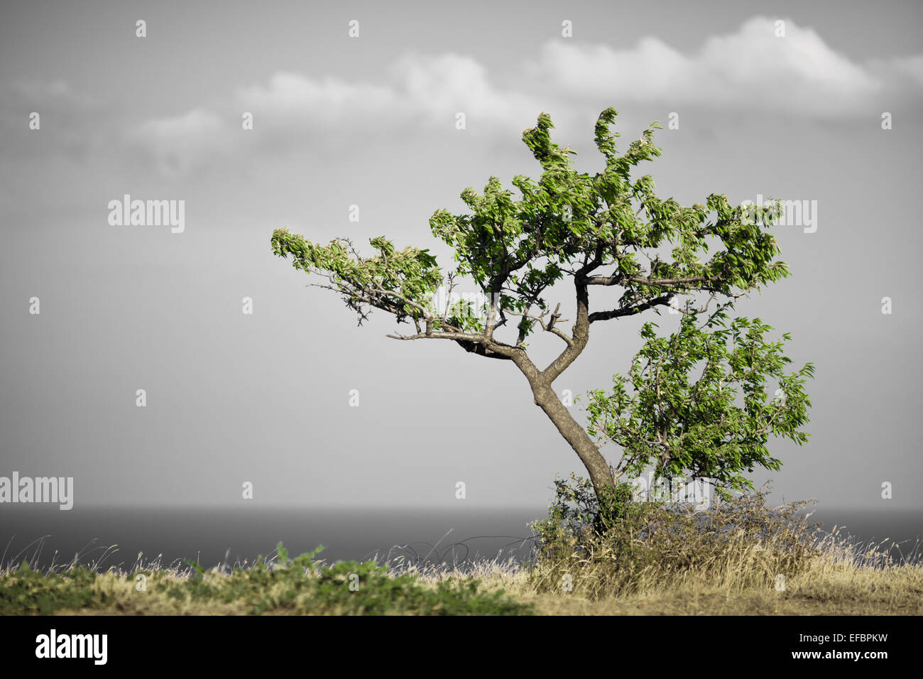 Tree Lonly Lonly tree hi-res stock photography and images - Alamy