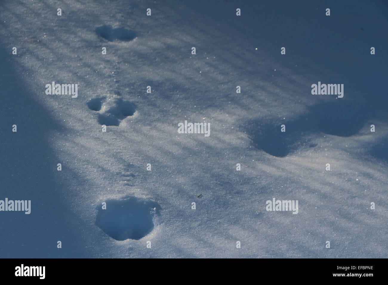 footprints in deep snow,a winter scene casting a shadow light.deep snow,animal foot prints,shadow,shining light Stock Photo