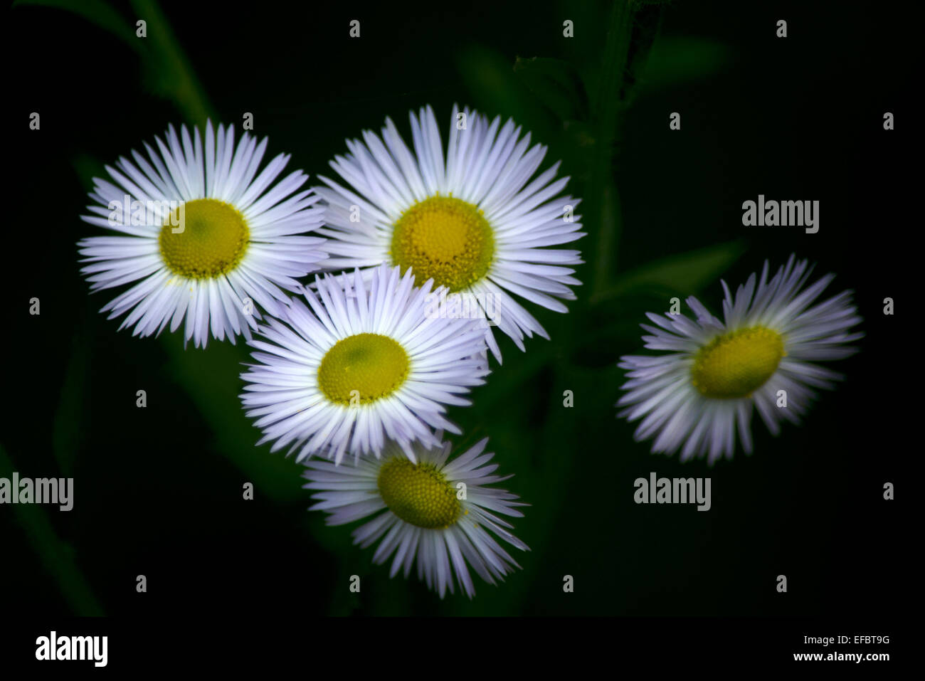 Small white daisy flowers hires stock photography and images Alamy