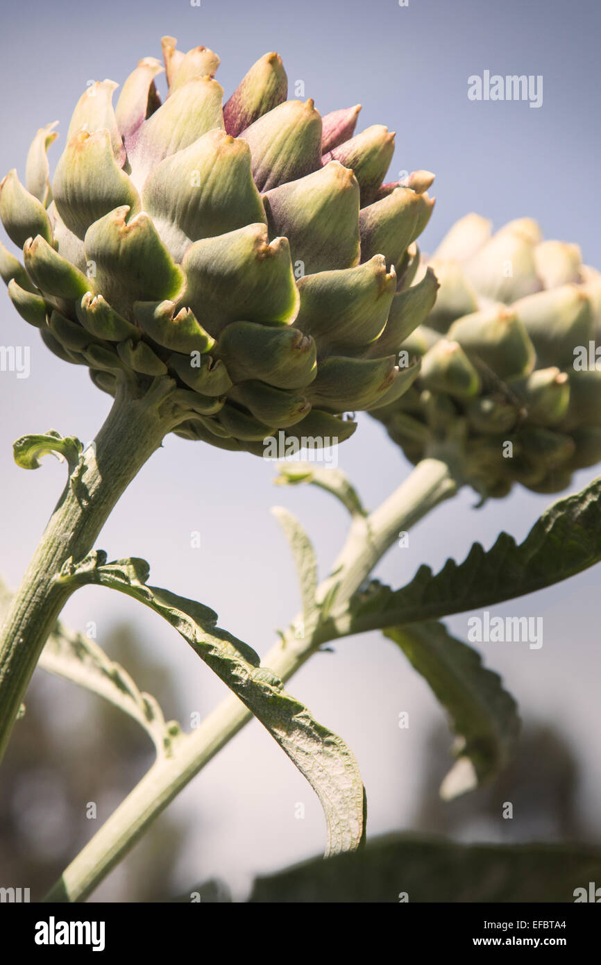 Two Globe Artichokes Growing Stock Photo Alamy