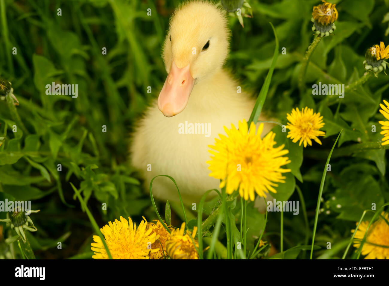 Small duckling Stock Photo
