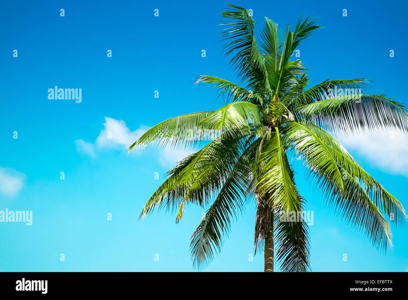 Single palm tree Stock Photo