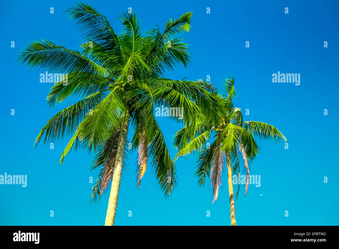 Two palm trees Stock Photo