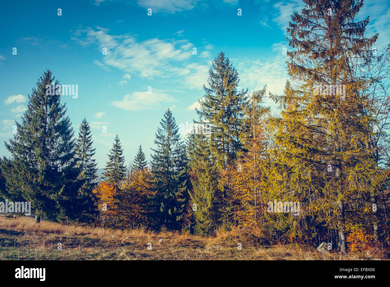 Majestic colorful forest Stock Photo - Alamy