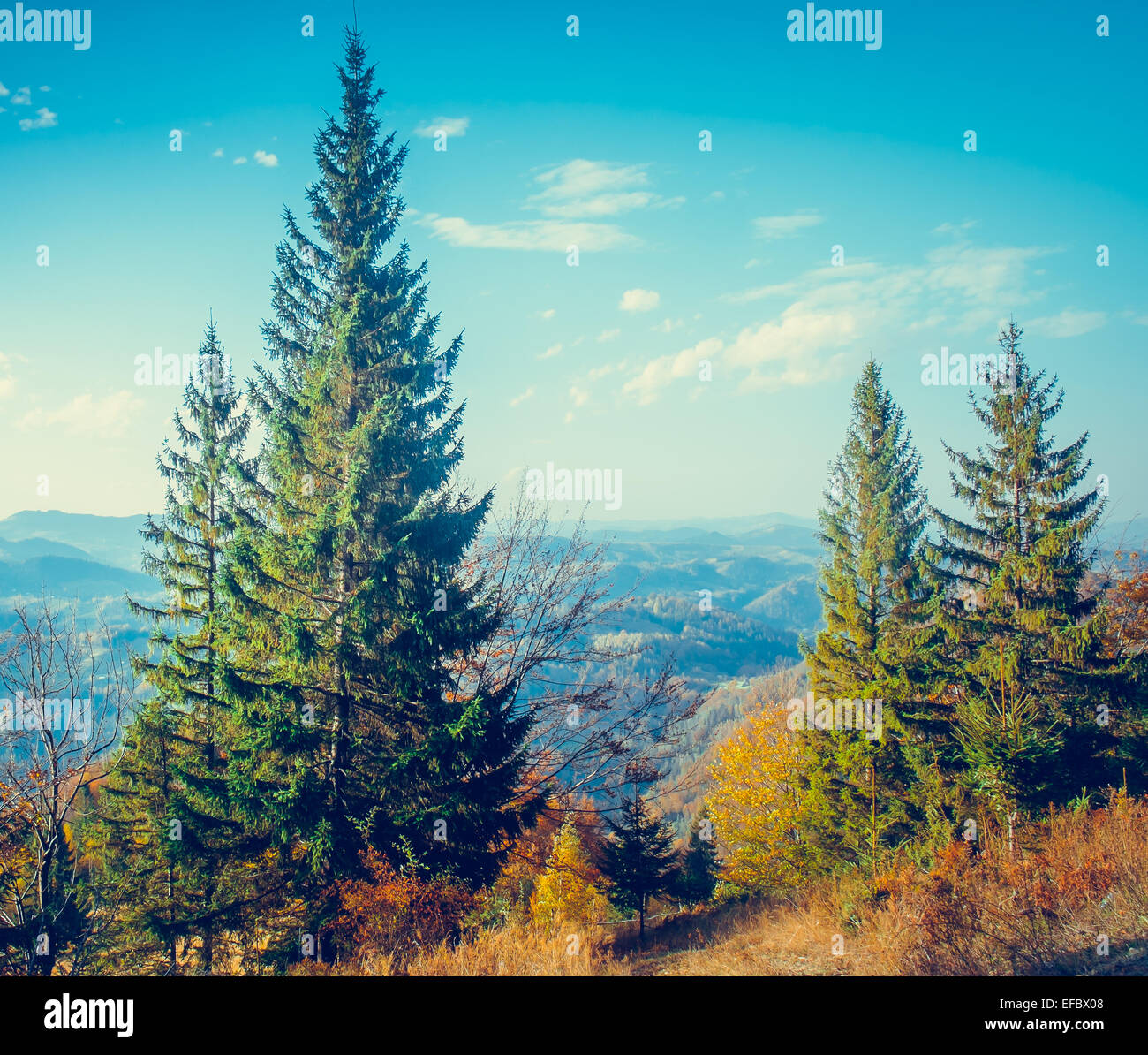 Majestic colorful forest Stock Photo - Alamy