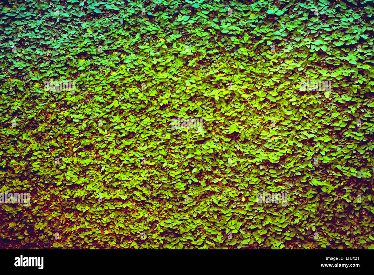 Green leaf background Stock Photo
