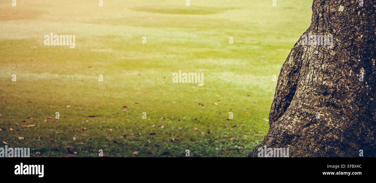 Green city park with trees Stock Photo - Alamy