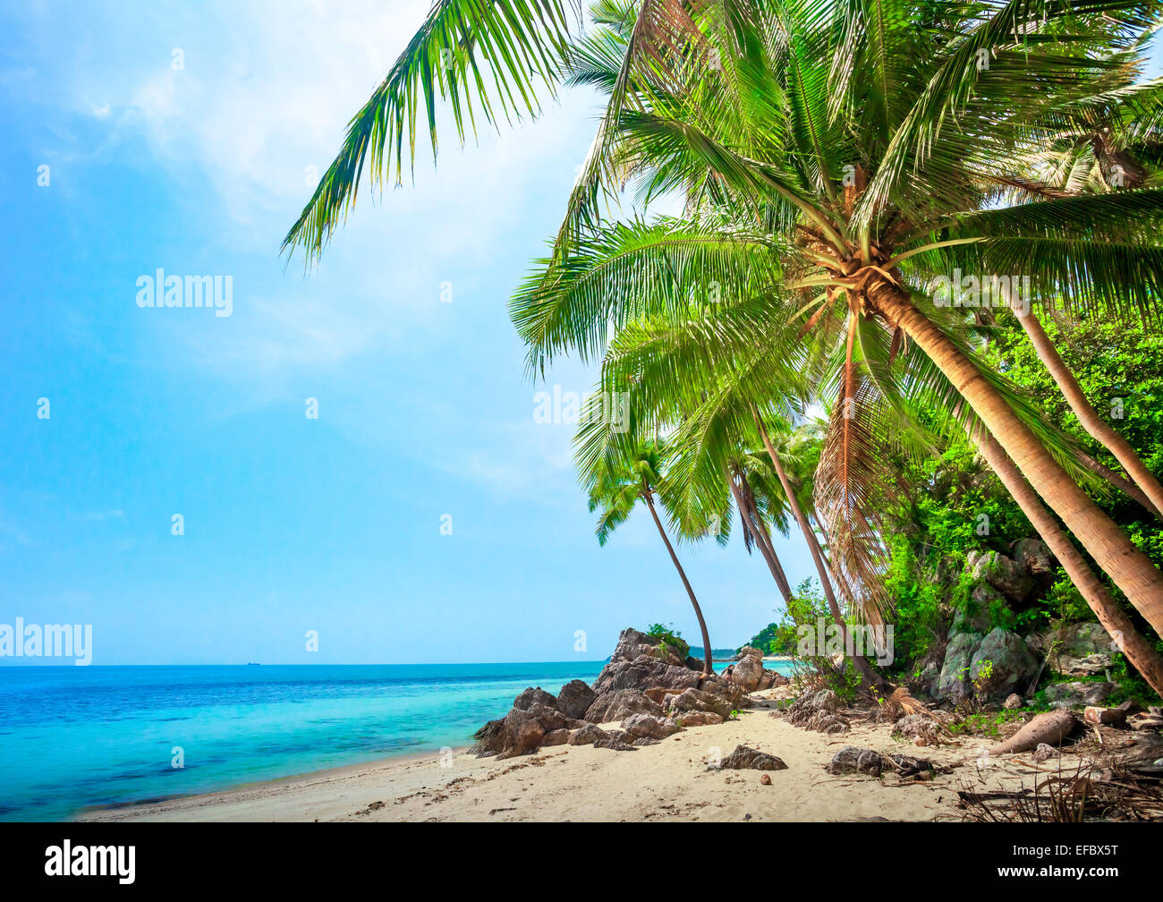 tropical beach with coconut palm trees Stock Photo - Alamy