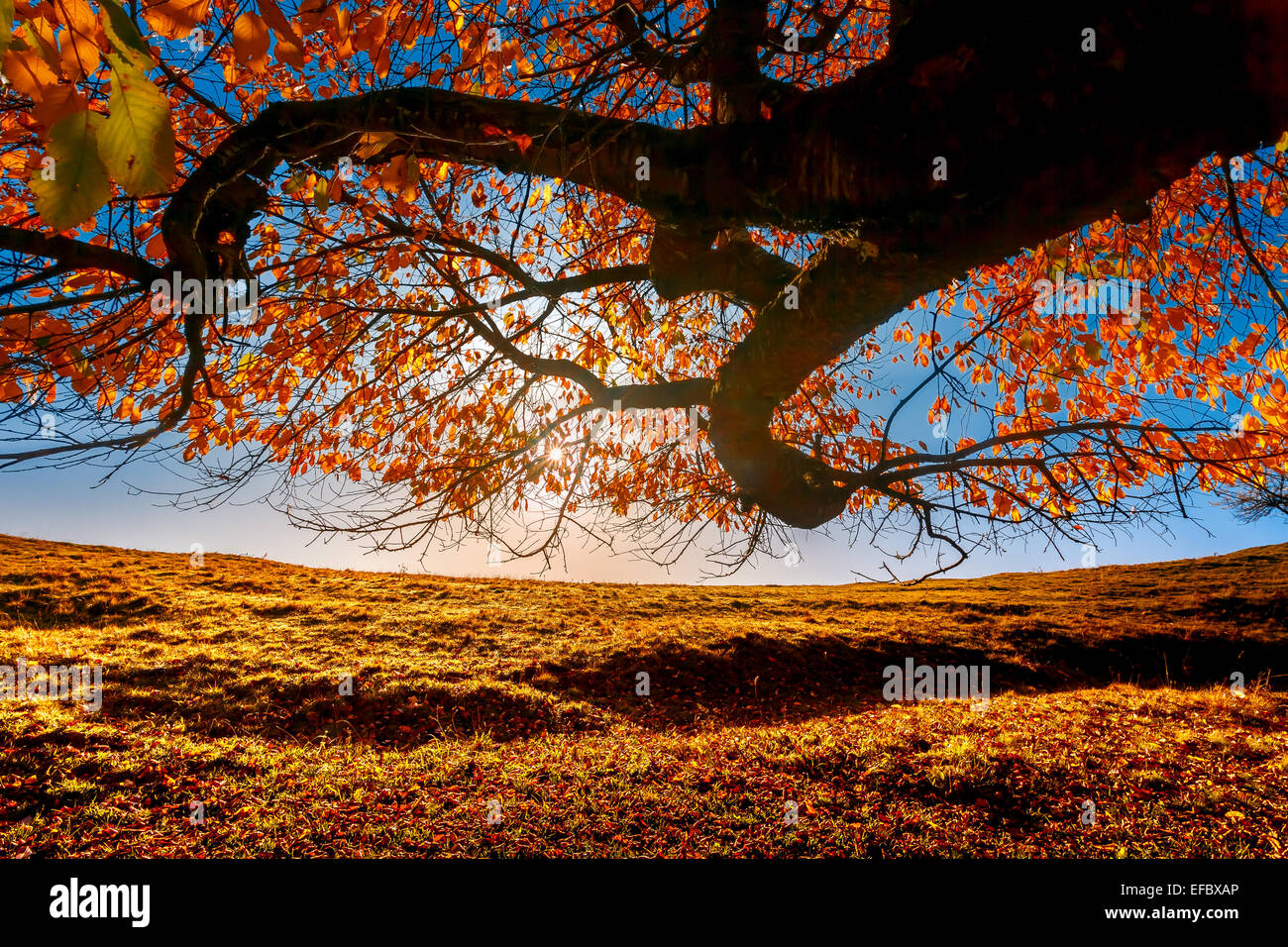 Amazing autumn view bright hi-res stock photography and images - Alamy