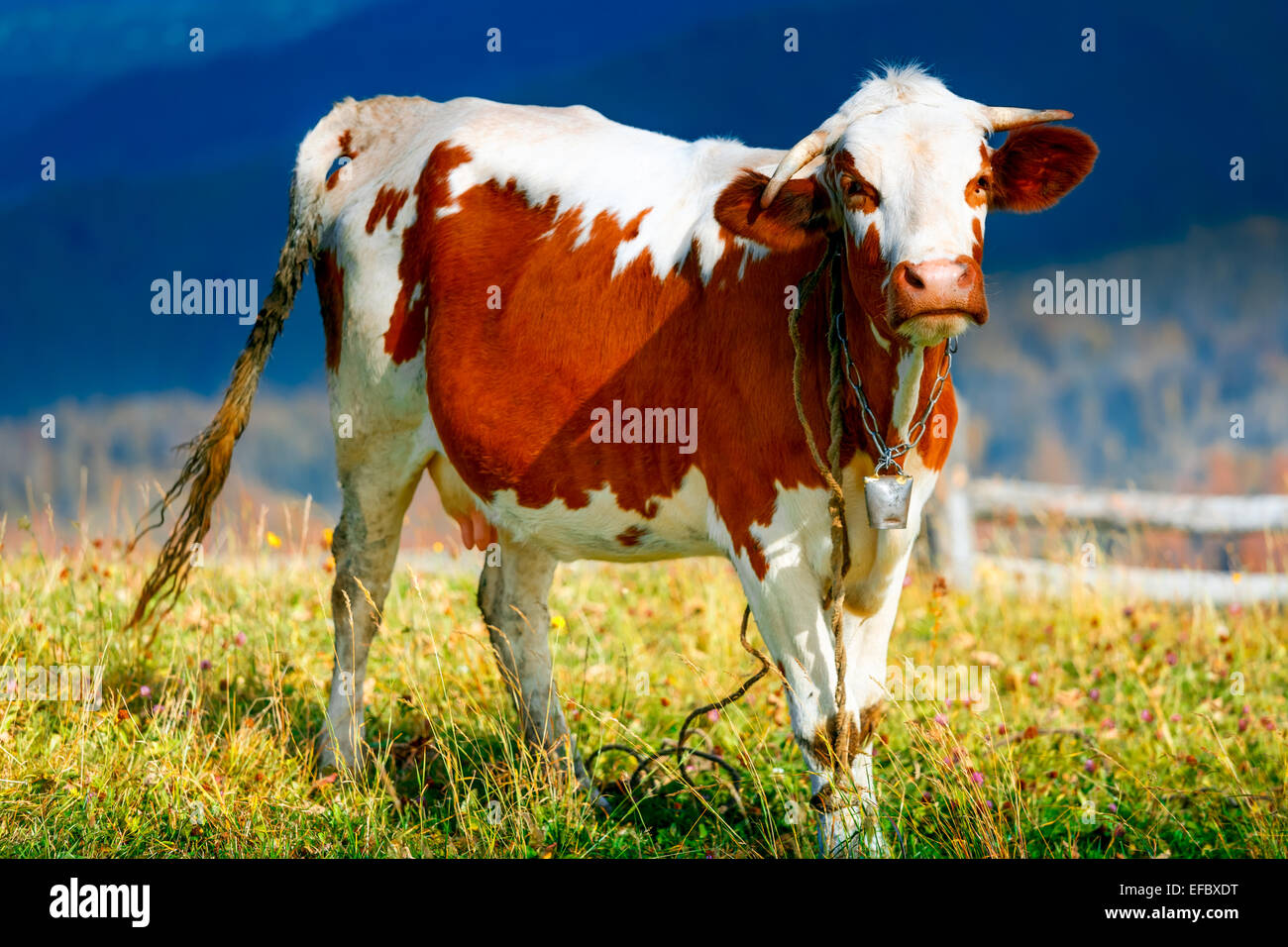Cow on a summer mountain pasture Stock Photo