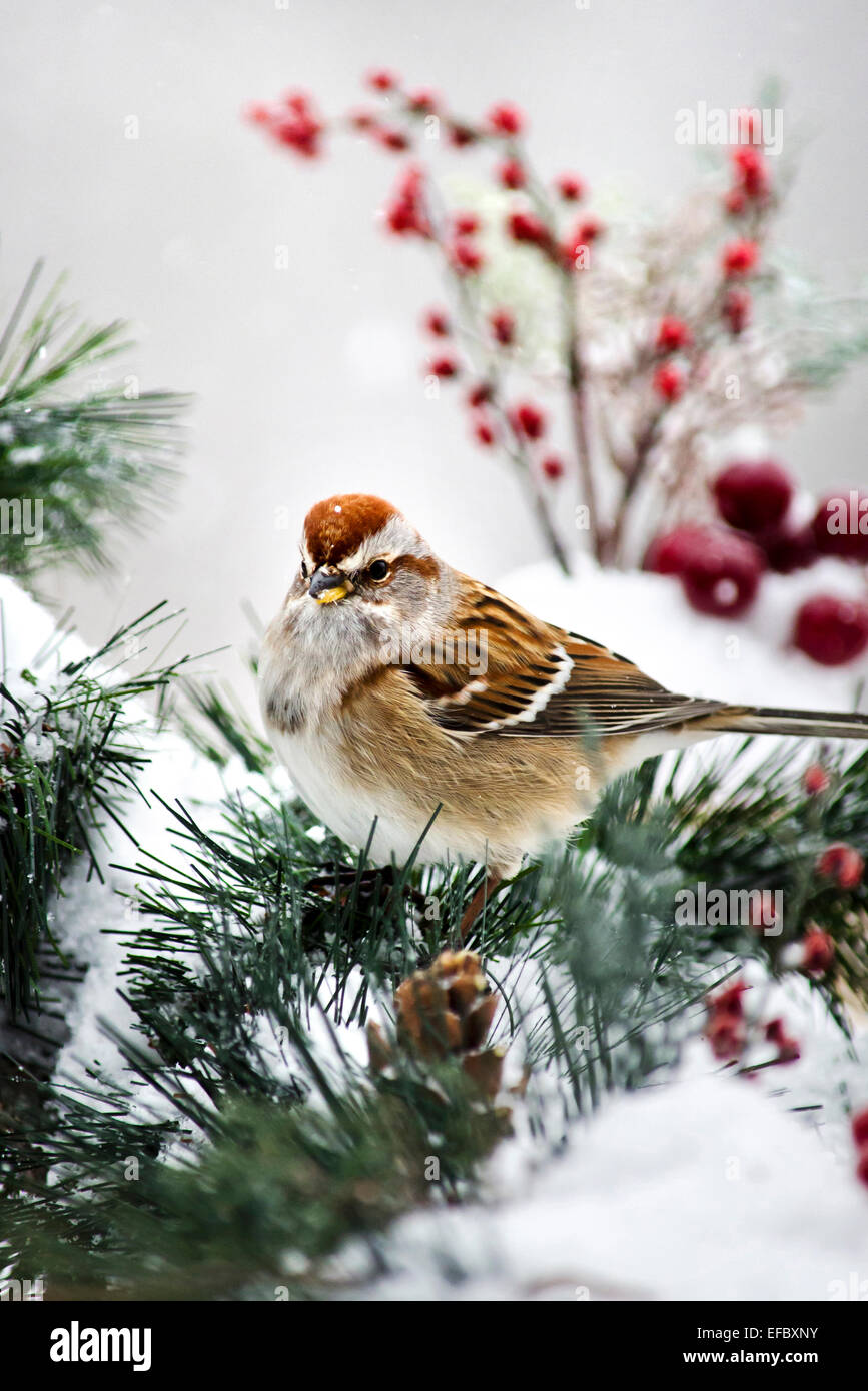 American Tree Sparrow winter bird in snow with red berries and pine. Stock Photo