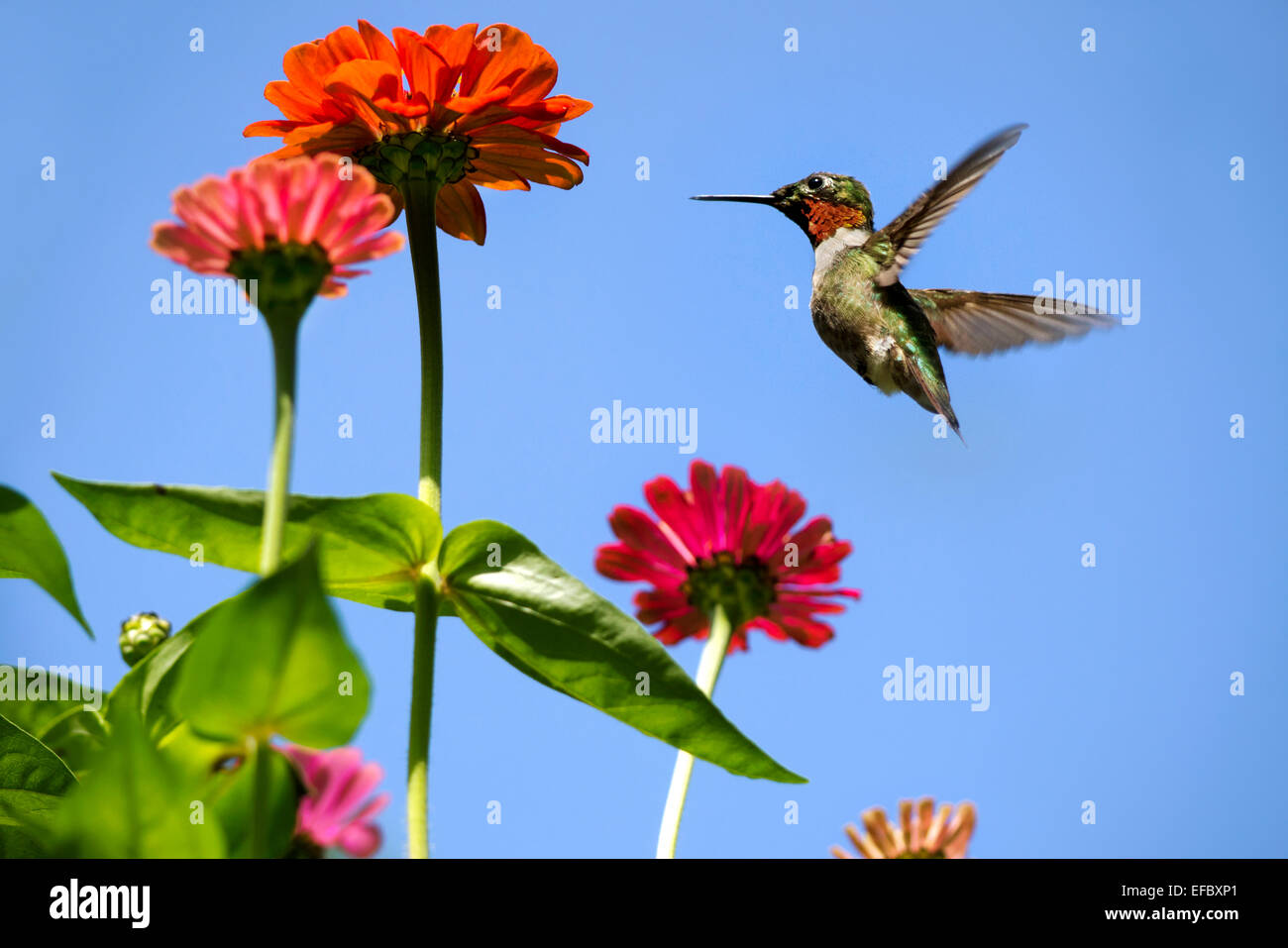 Hummingbird flying in summer garden with colorful zinnia flowers. Stock Photo