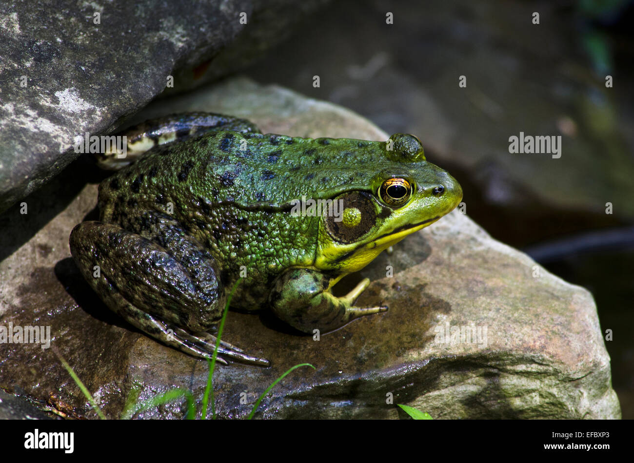 Green frog close up sitting on rock near pond. Stock Photo
