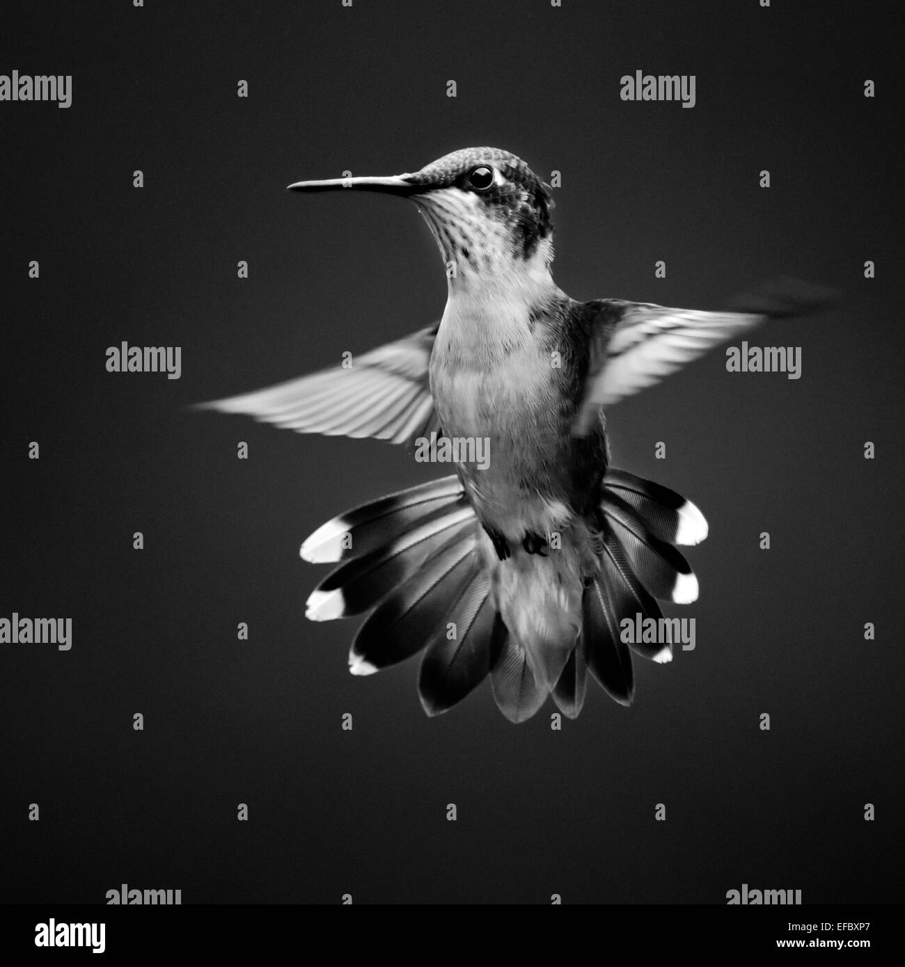 Hummingbird flying black and white photograph. Stock Photo