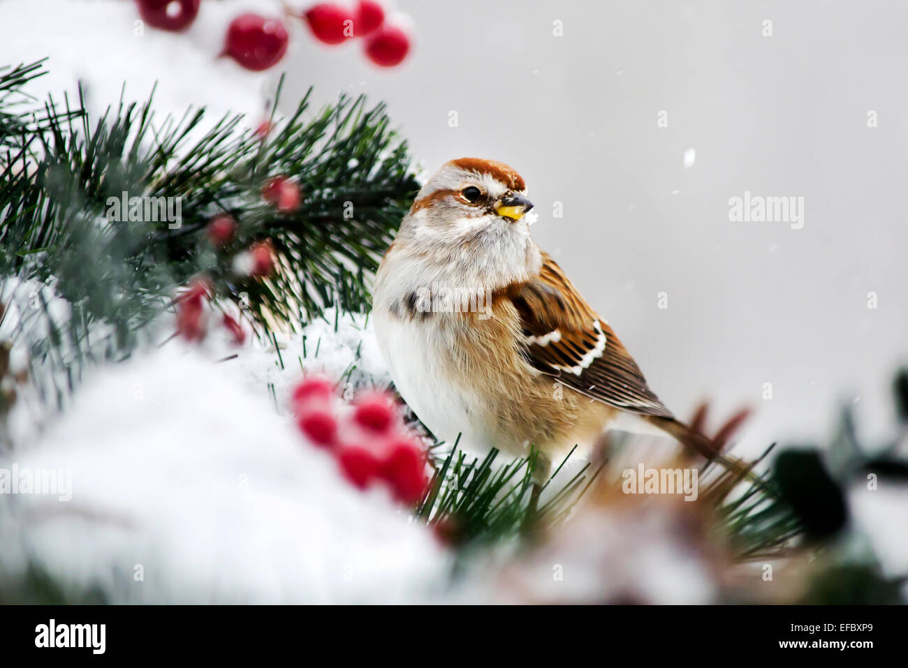 American Tree Sparrow bird in snow with red berries and pine. Stock Photo