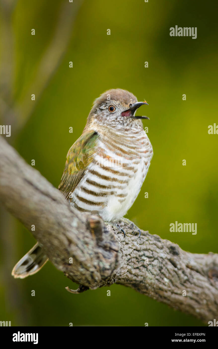 Shining Bronze Cuckoo Stock Photo Alamy