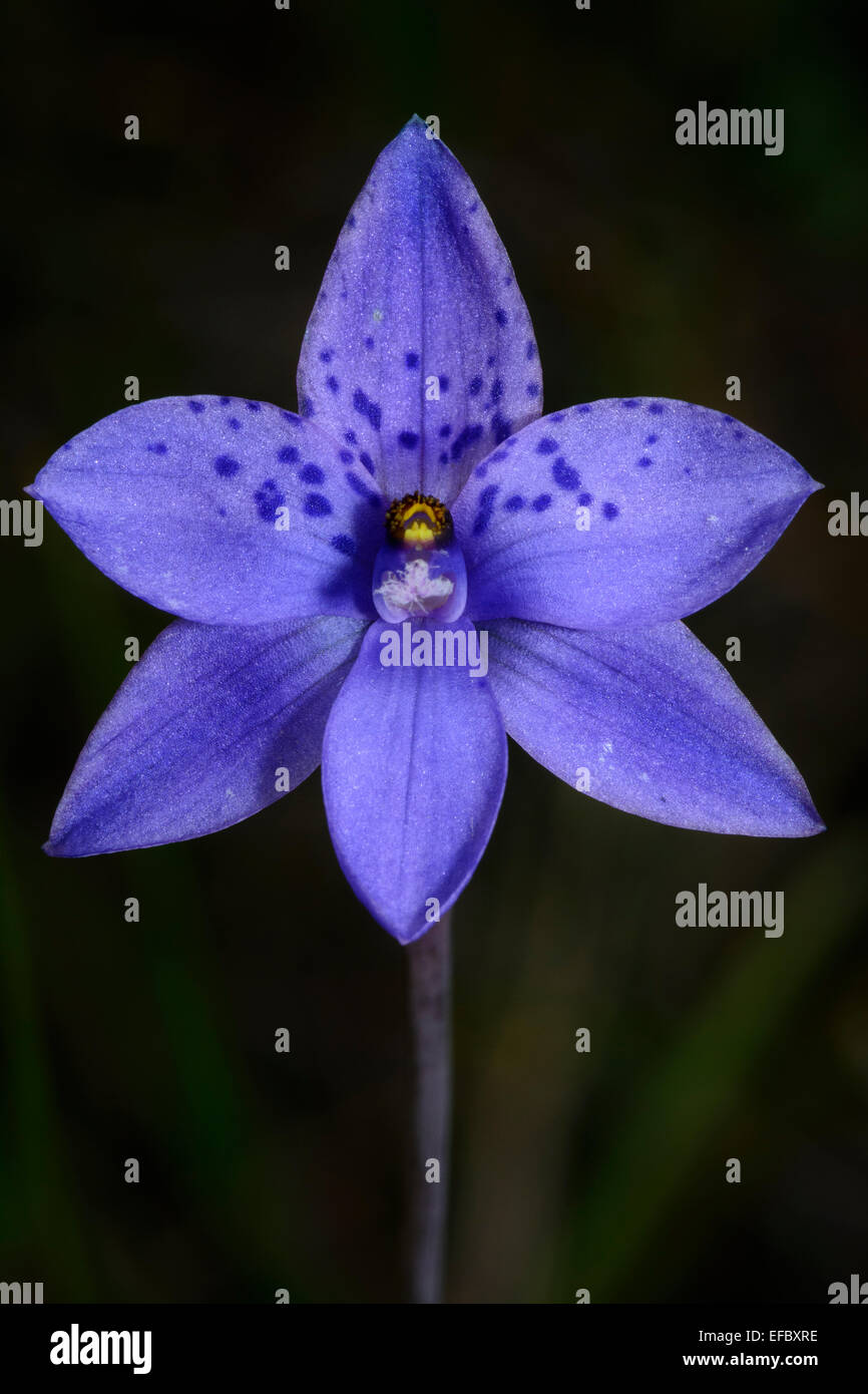 Spotted Sun Orchid. Stock Photo