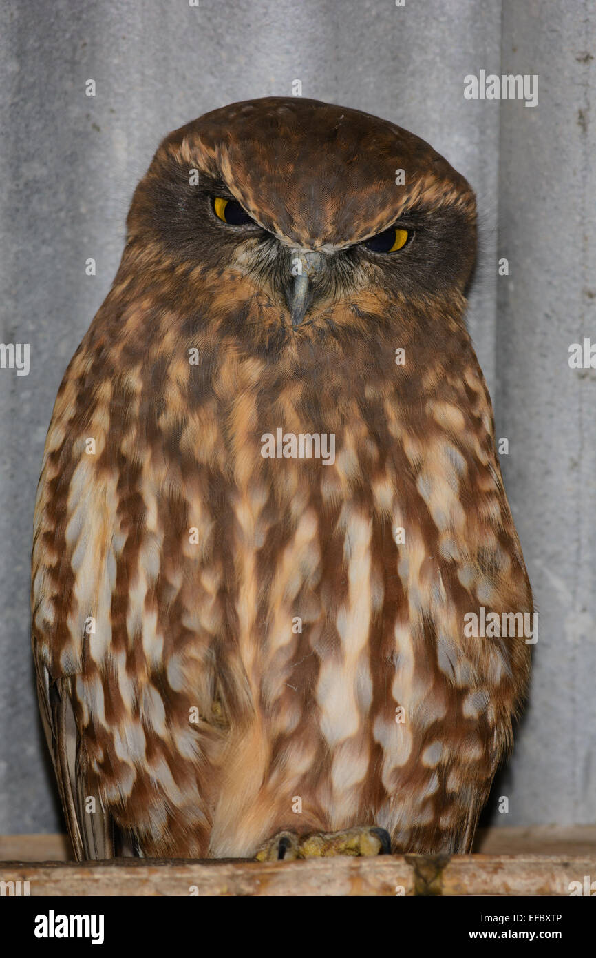 Boobook Owl. Stock Photo