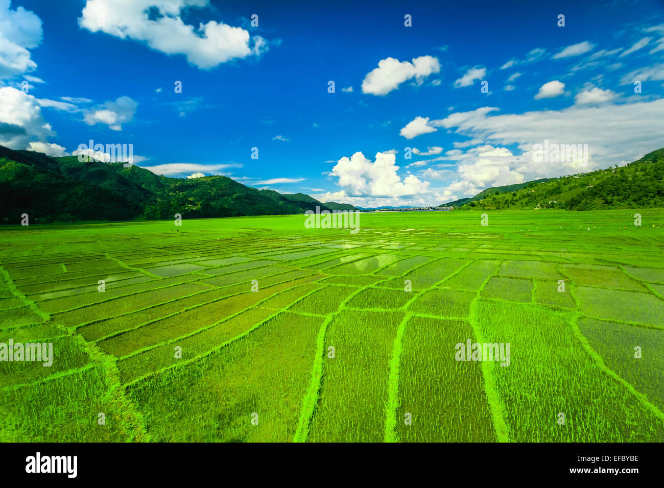 Himalayan rice field, Nepal Stock Photo Alamy