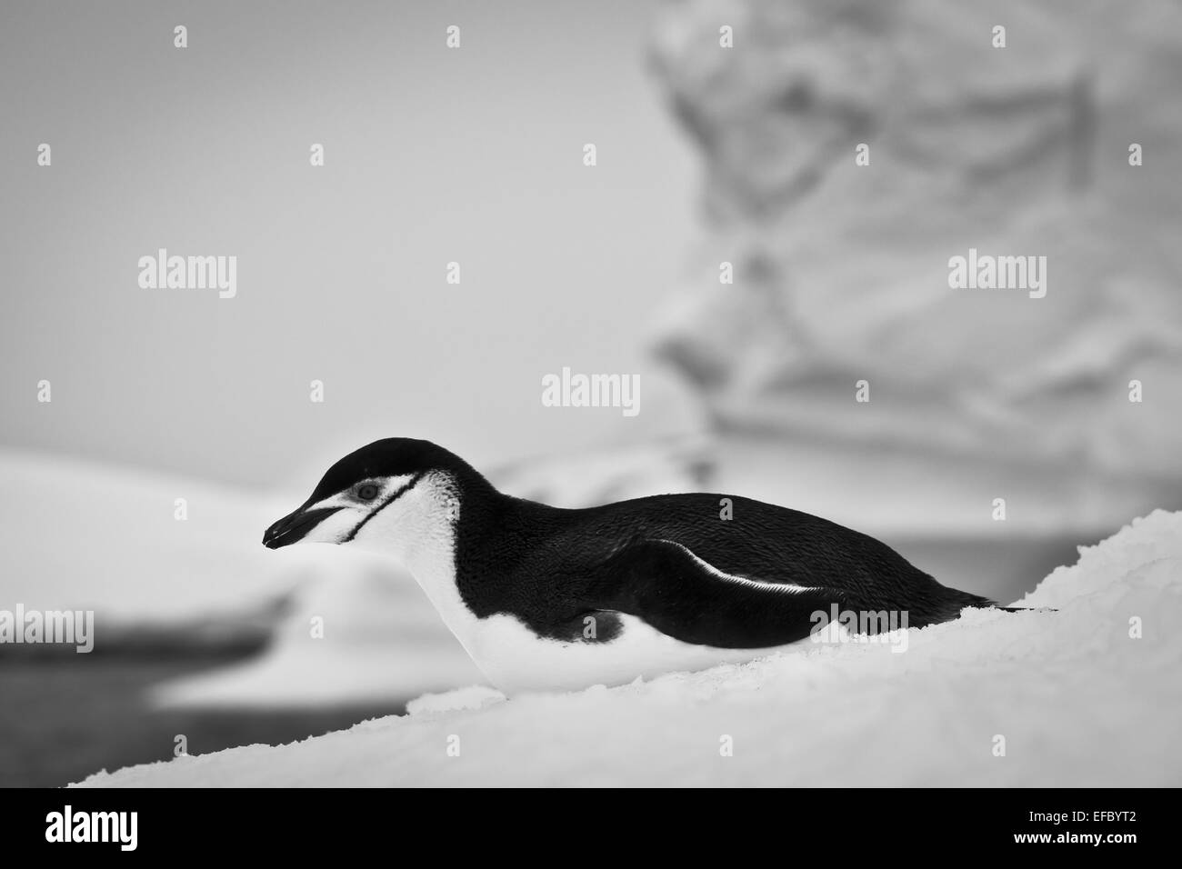 black and white penguin Stock Photo