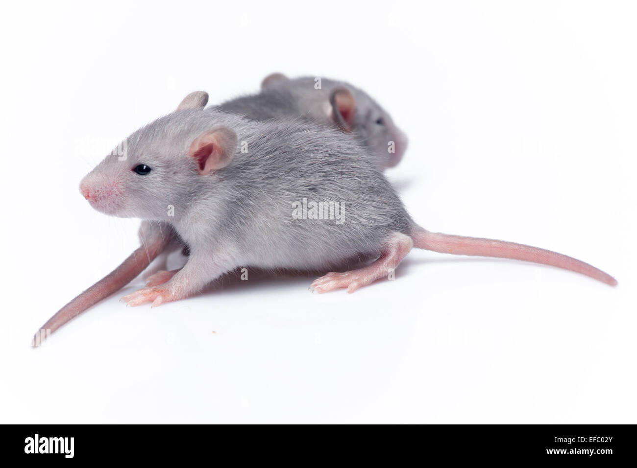 cute baby rats Stock Photo - Alamy